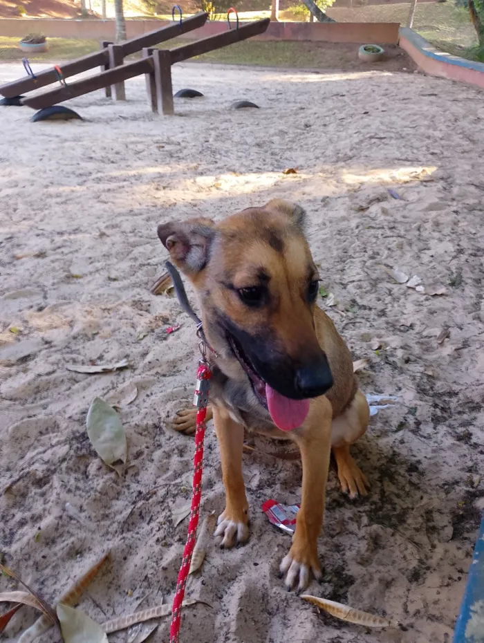 Cachorro raça SRD-ViraLata idade 2 a 6 meses nome Marla 