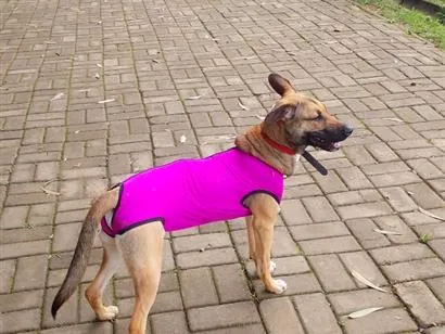 Cachorro raça SRD-ViraLata idade 2 a 6 meses nome Marla 
