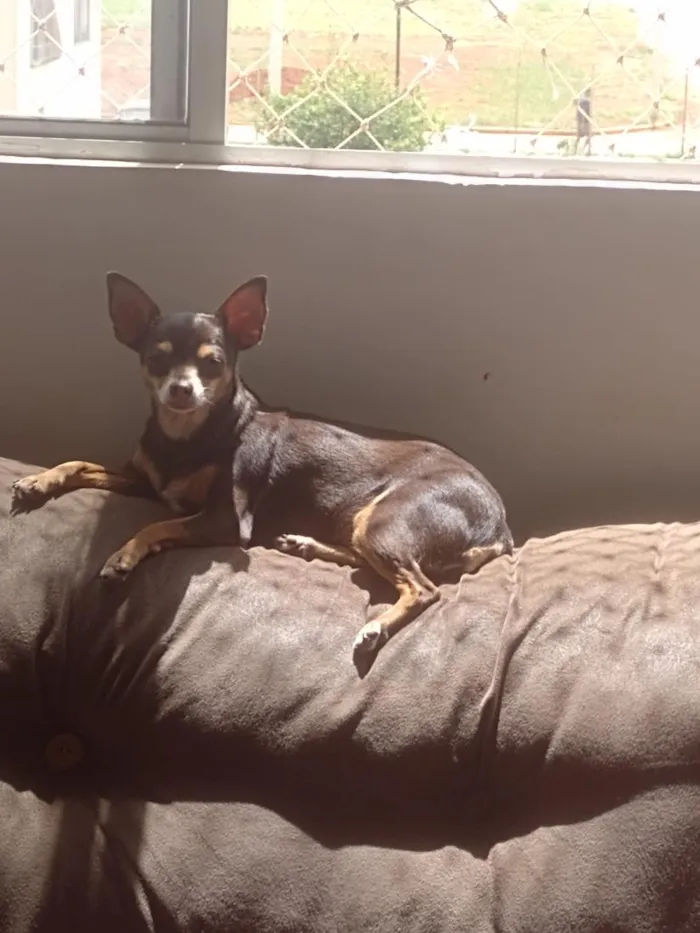 Cachorro raça Pinscher idade 6 ou mais anos nome Milly
