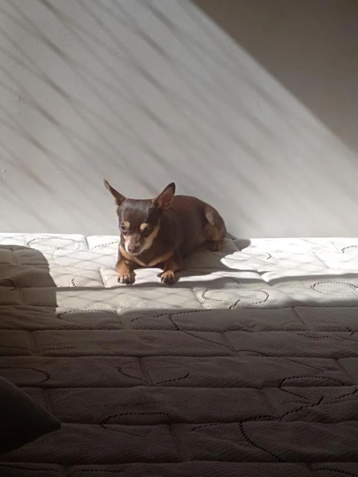 Cachorro raça Pinscher idade 6 ou mais anos nome Milly