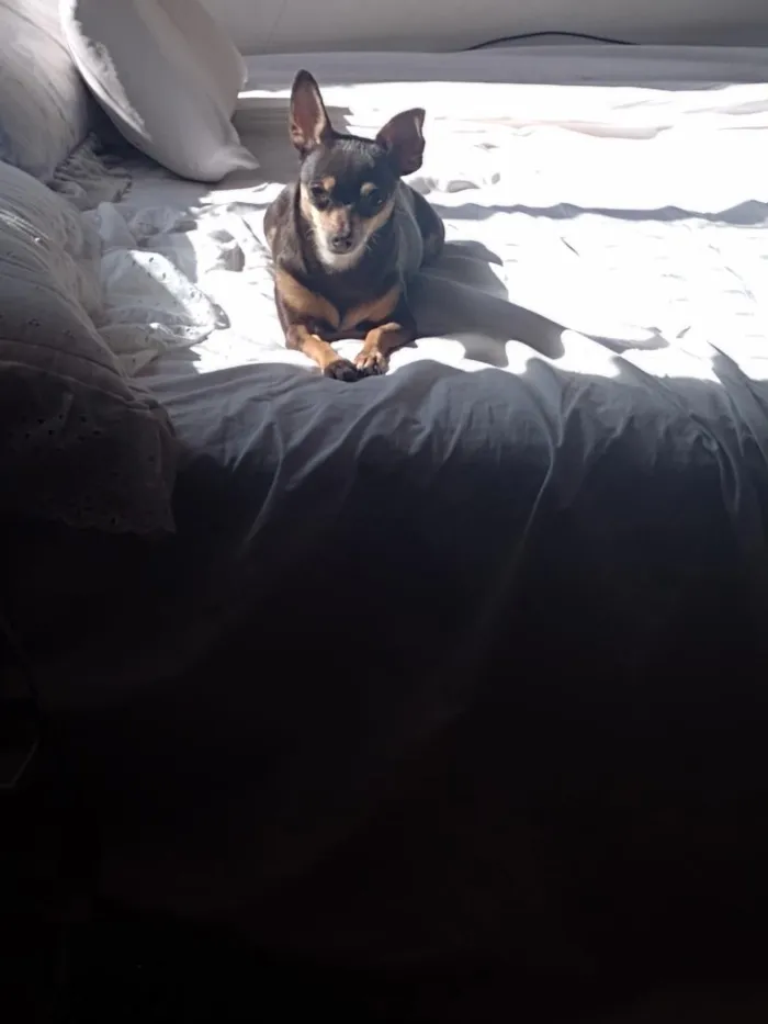 Cachorro raça Pinscher idade 6 ou mais anos nome Milly