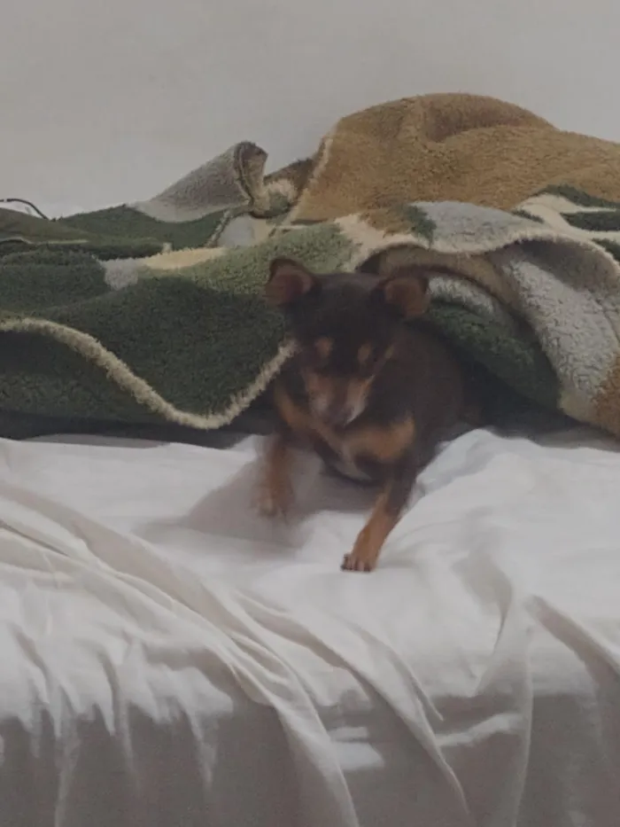 Cachorro raça Pinscher idade 6 ou mais anos nome Milly