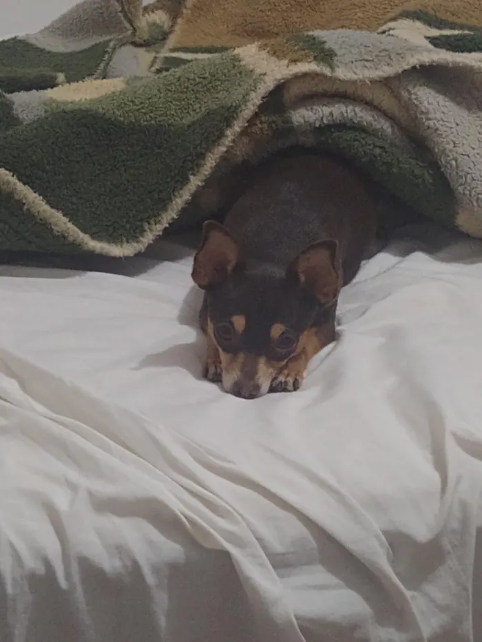 Cachorro raça Pinscher idade 6 ou mais anos nome Milly