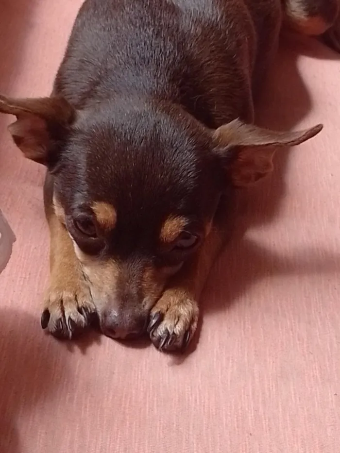 Cachorro raça Pinscher idade 6 ou mais anos nome Milly