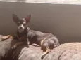 Milly