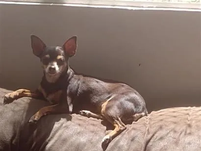 Cachorro raça Pinscher idade 6 ou mais anos nome Milly