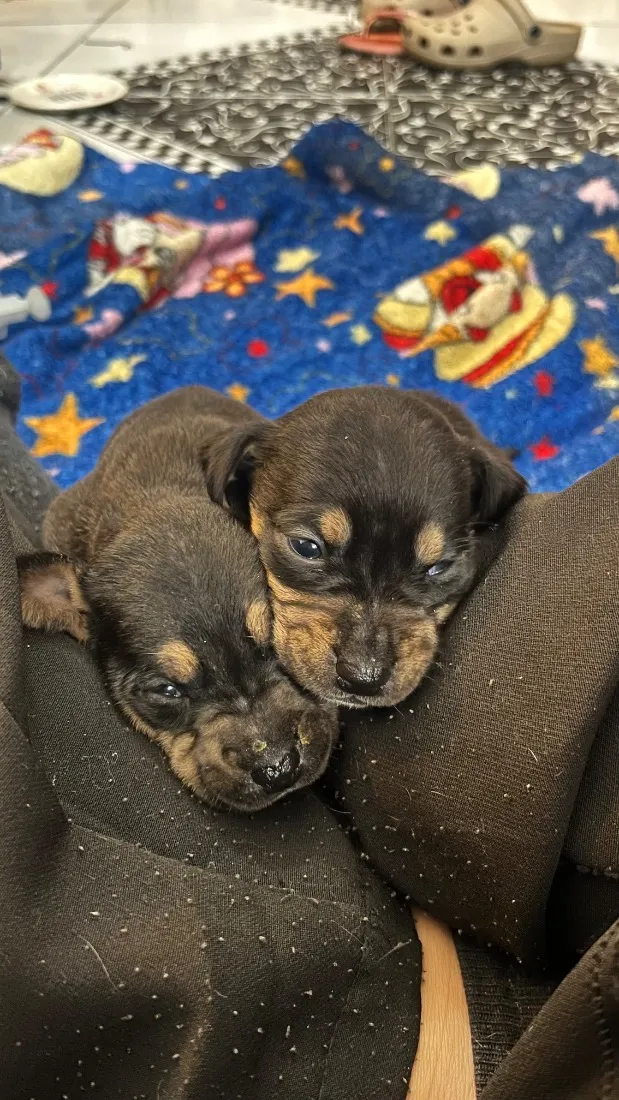 Cachorro raça SRD-ViraLata idade Abaixo de 2 meses nome .