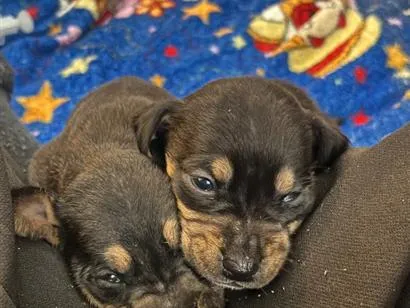 Cachorro raça SRD-ViraLata idade Abaixo de 2 meses nome .