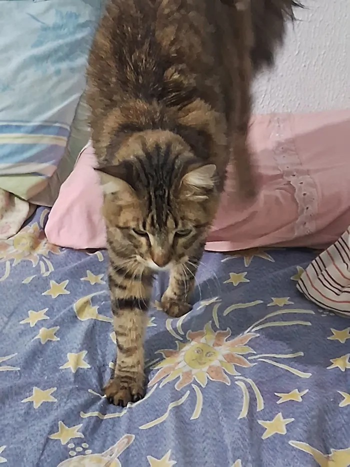 Gato raça SRD-ViraLata idade 2 anos nome Nino e Lion 