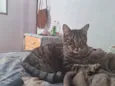 Nino e Lion 