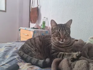 Gato raça SRD-ViraLata idade 2 anos nome Nino e Lion 