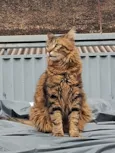 Nino e Lion 
