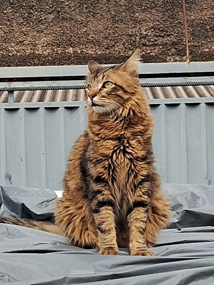 Gato raça SRD-ViraLata idade 2 anos nome Nino e Lion 