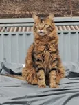 Nino e Lion 