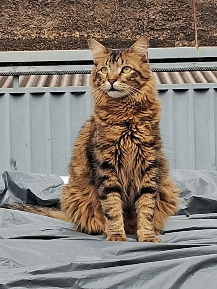 Gato raça SRD-ViraLata idade 2 anos nome Nino e Lion 