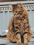 Nino e Lion 