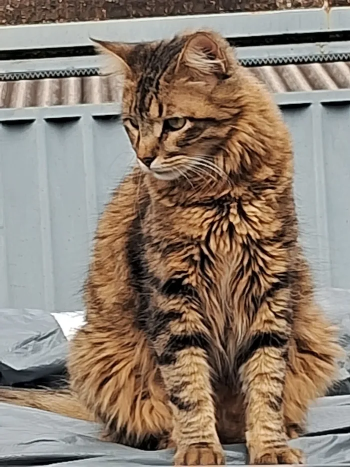 Gato raça SRD-ViraLata idade 2 anos nome Nino e Lion 