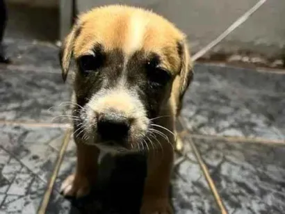 Cachorro raça SRD-ViraLata idade Abaixo de 2 meses nome sem nome 