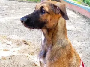 Cachorro raça SRD-ViraLata idade 2 a 6 meses nome Marla 