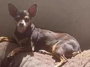 Cachorro raça Pinscher idade 6 ou mais anos nome Milly