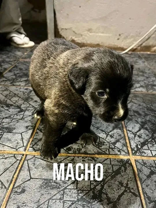 Cachorro raça SRD-ViraLata idade Abaixo de 2 meses nome sem nome 