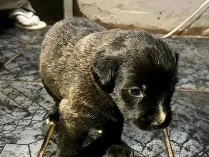 Cachorro raça SRD-ViraLata idade Abaixo de 2 meses nome sem nome 