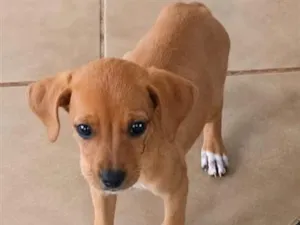 Cachorro raça SRD-ViraLata idade 2 a 6 meses nome Mel