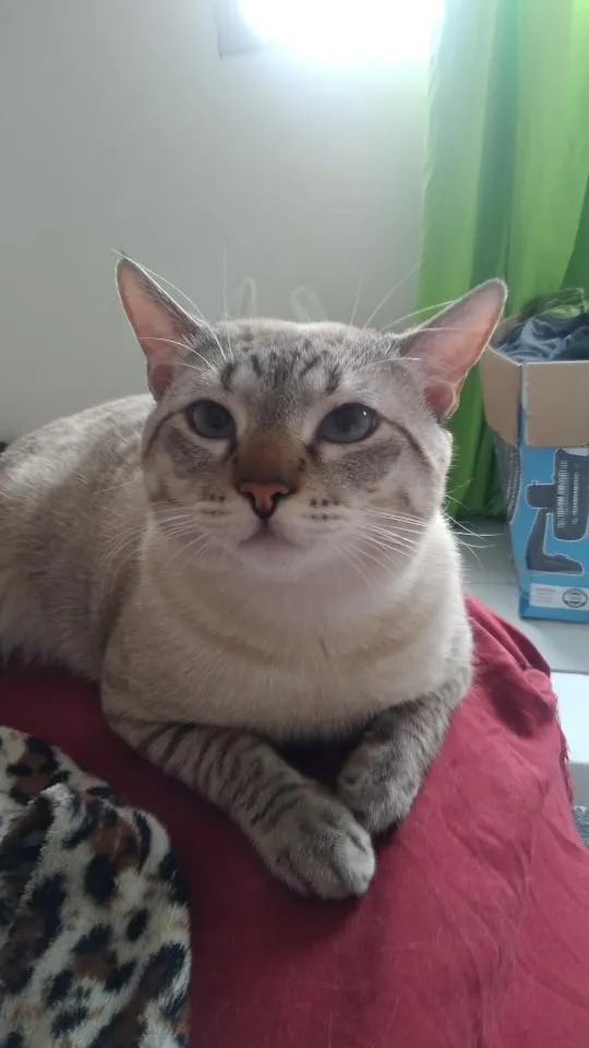 Gato raça SRD-ViraLata idade 1 ano nome Oliver