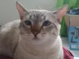 Oliver