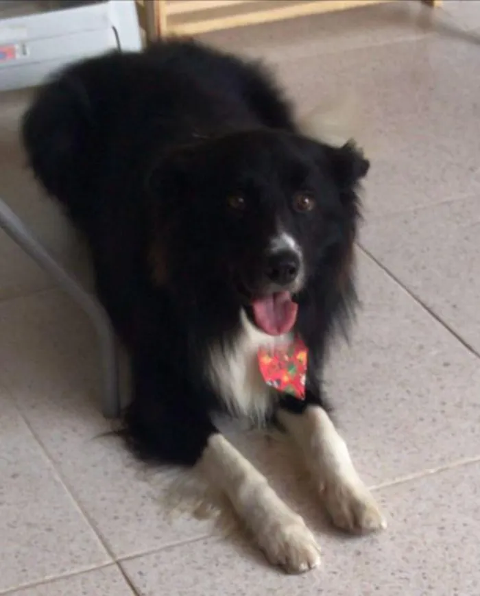 Cachorro raça border collie  idade 4 anos nome Billy