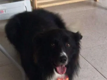 Cachorro raça border collie  idade 4 anos nome Billy