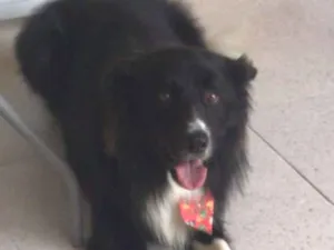 Cachorro raça border collie  idade 4 anos nome Billy