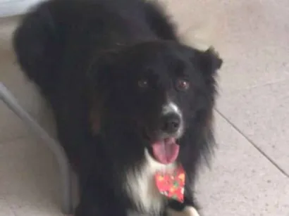 Cachorro raça border collie  idade 4 anos nome Billy