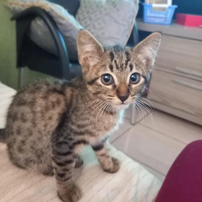 Gato raça SRD-ViraLata idade 2 a 6 meses nome Leno