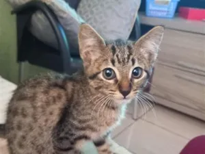 Gato raça SRD-ViraLata idade 2 a 6 meses nome Leno
