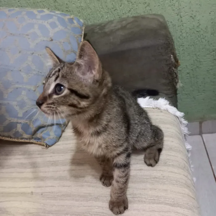 Gato raça SRD-ViraLata idade 2 a 6 meses nome Leno