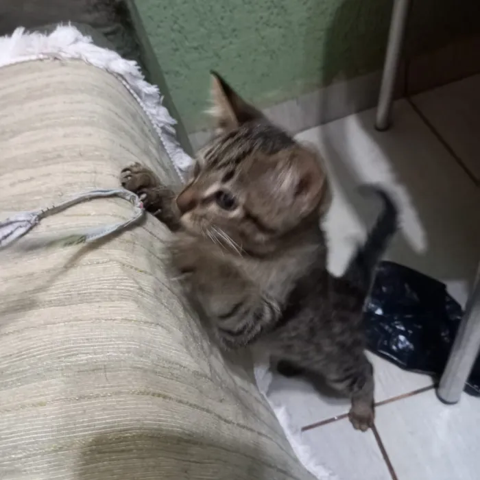Gato raça SRD-ViraLata idade 2 a 6 meses nome Leno