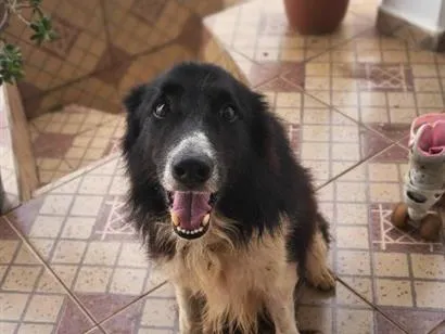 Cachorro raça SRD-ViraLata idade 6 ou mais anos nome Eros