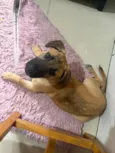 Dex