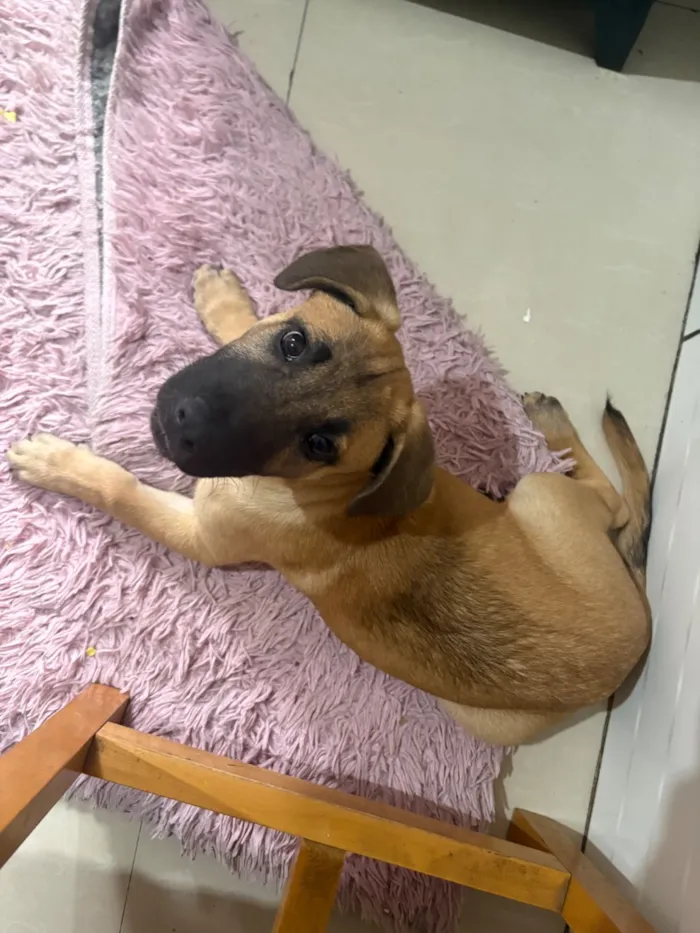 Cachorro raça SRD-ViraLata idade 2 a 6 meses nome Dex