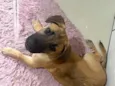 Dex