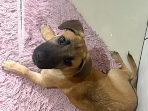 Cachorro raça SRD-ViraLata idade 2 a 6 meses nome Dex
