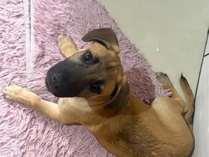 Cachorro raça SRD-ViraLata idade 2 a 6 meses nome Dex