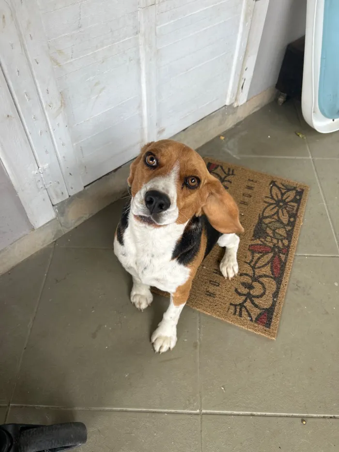 Cachorro raça Beagle idade 2 anos nome Spike 