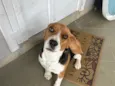 Spike 
