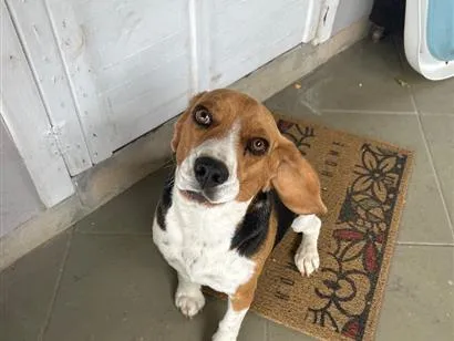 Cachorro raça Beagle idade 2 anos nome Spike 