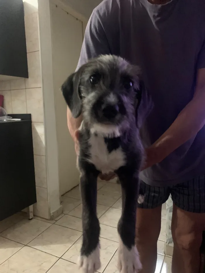 Cachorro raça SRD-ViraLata idade 7 a 11 meses nome Pantufa
