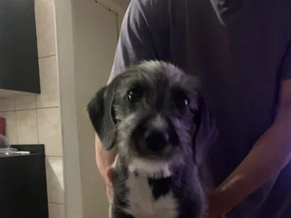 Cachorro raça SRD-ViraLata idade 7 a 11 meses nome Pantufa
