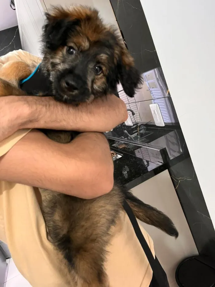 Cachorro raça SRD-ViraLata idade 2 a 6 meses nome Zeca