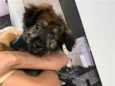 Zeca